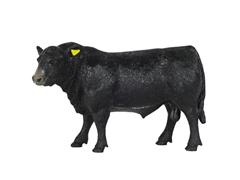 BC401 - Big Country Angus Bull Compatible