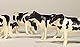 ERTL - 12662-25 - Cattle - Holsteins