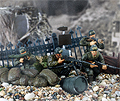 FORCES OF VALOR - 83009 - WWII U.S. First