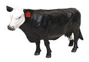 LITTLE BUSTER - 500249 - Cow with black and