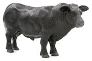 LITTLE BUSTER - 500250 - Angus Bull - <b>SUPER