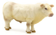 LITTLE BUSTER - 500251 - Charolais Bull -