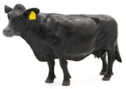 LITTLE BUSTER - 500256 - Angus Cow - <b>SUPER