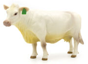 LITTLE BUSTER - 500258 - Charolais Cow -