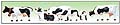 MODEL POWER - 6175 - Cows and Calves 