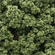 WOODLAND - FC145 - Bushes - Light Green