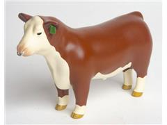 200870 - Little Buster Hereford Show Bull