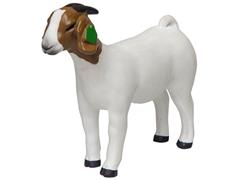 Little Buster Grand Doe Goat White