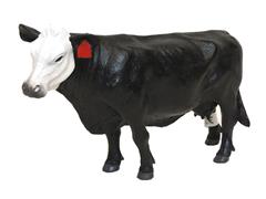 500249 - Little Buster Cow with black and white face and